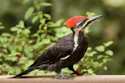 A stunning pileated woodpecker.