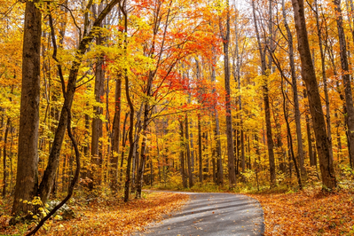 Roaring Fork Motor Nature Trail in the fall